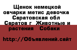  Щенок немецкой овчарки метис девочка - Саратовская обл., Саратов г. Животные и растения » Собаки   